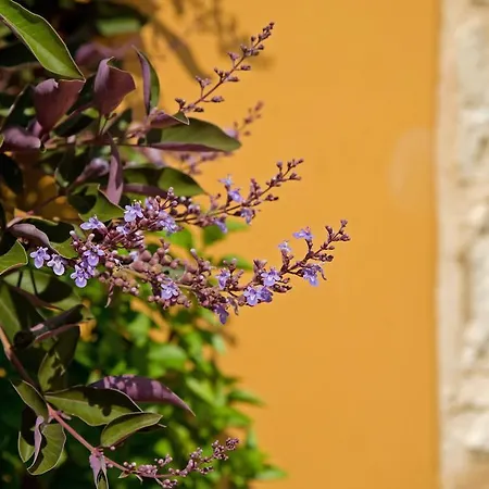 Дом отдыха Enastron *